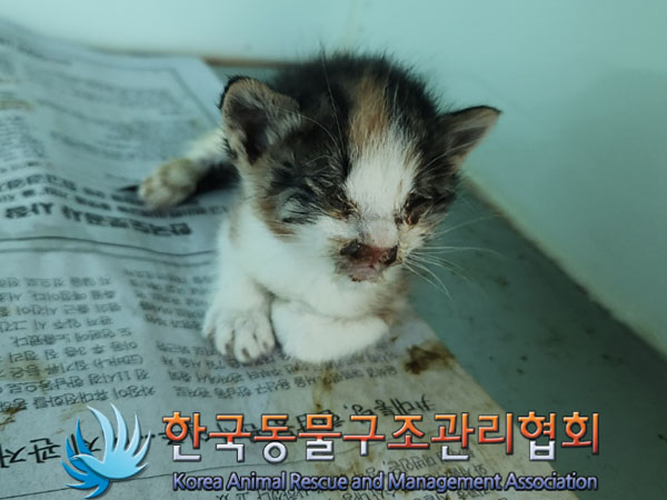한국동물구조관리협회_441560202301035